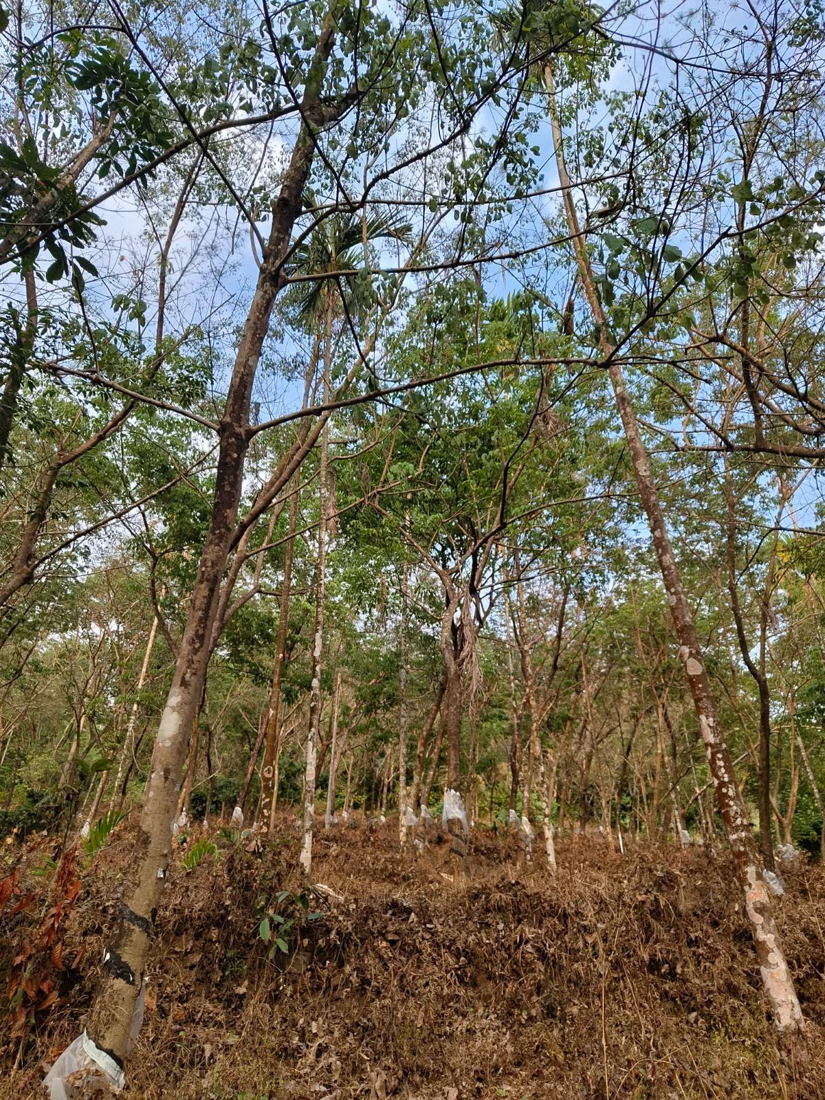 Land for sale at Kozhikode, Thiruvambady