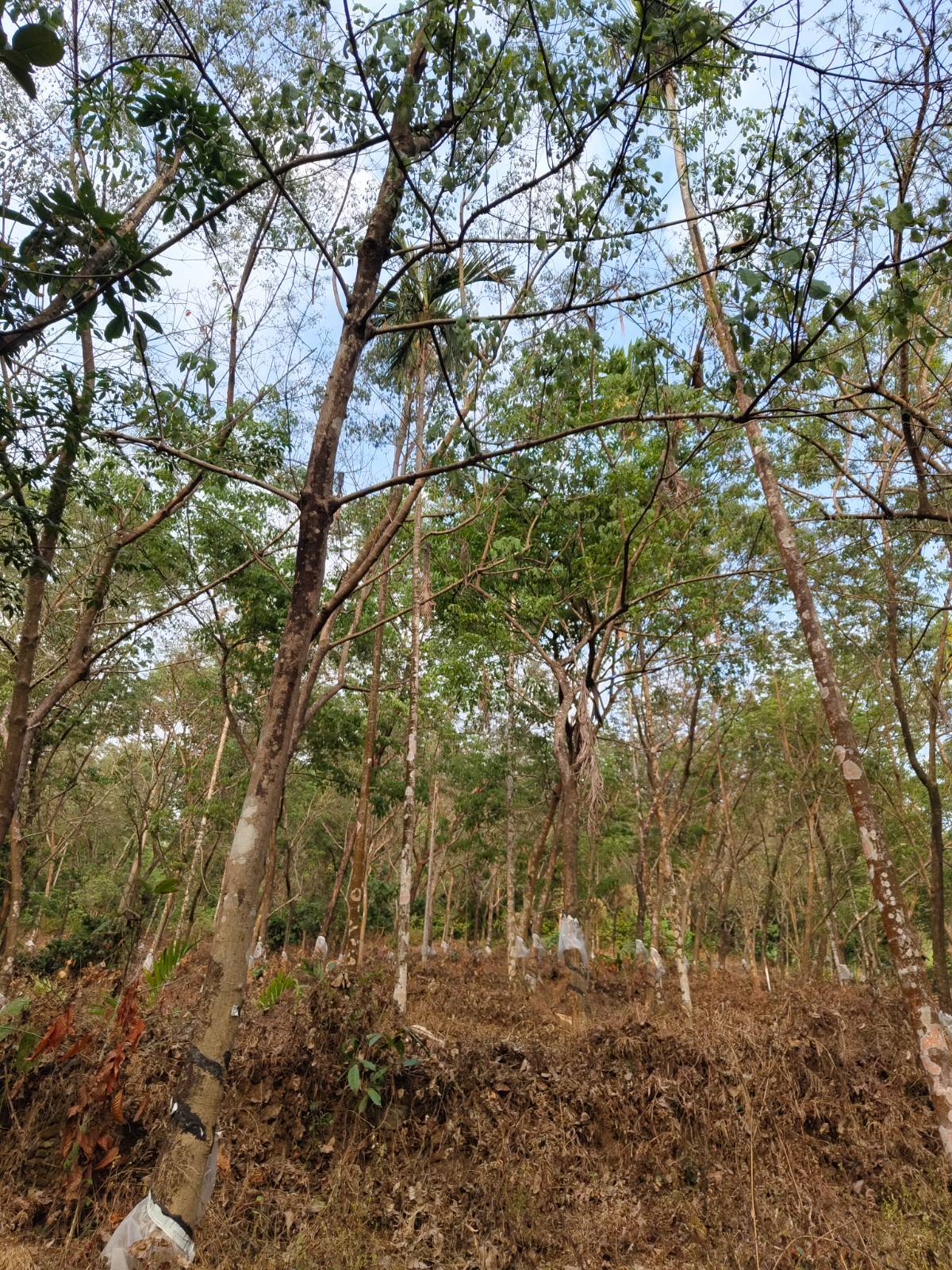 Land for sale at Kozhikode, Thiruvambady